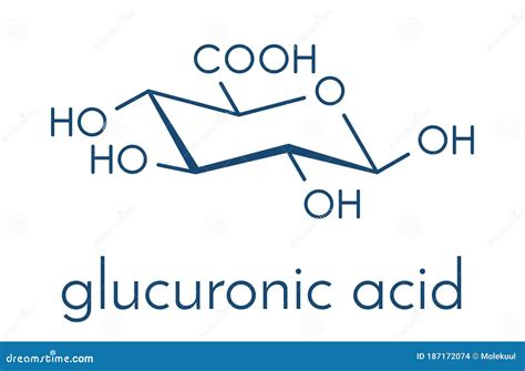 Glucuronic Acid Molecule. Glucuronidation of Xenobiotics Plays Role in ...