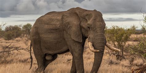 The Heaviest Animals In The World By Type: Land, Air & Sea⚖️