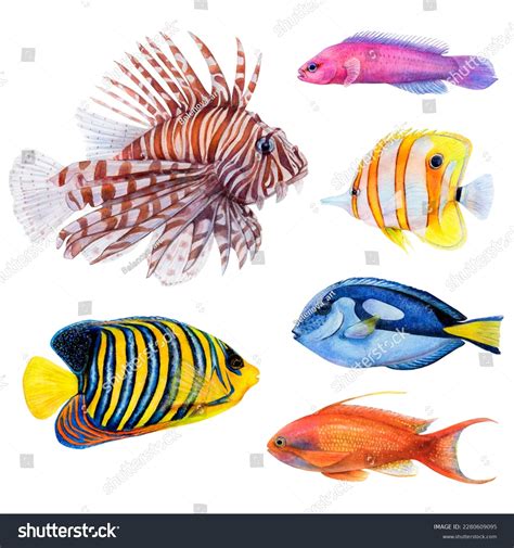 Realistic Fish Drawing Royalty-Free Images, Stock Photos & Pictures ...