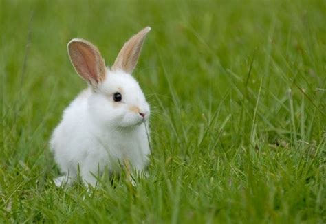 200+ White Rabbit Names: Names For Male & Female White Rabbits