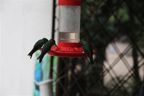 Green Hummingbirds Free Stock Photo - Public Domain Pictures