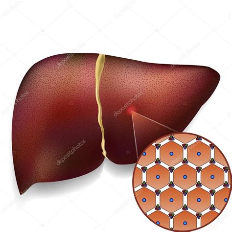 Liver Cell Structure