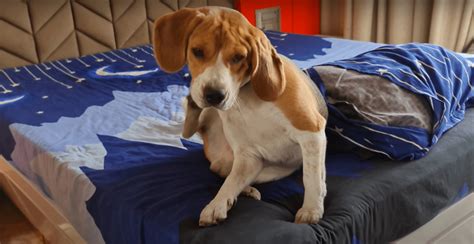 Beagle Health Problems: 12 Common Issues and Treatments - Pet Guide Daily