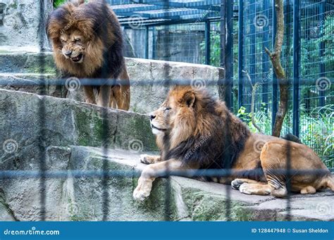 Pair of lions in a zoo stock photo. Image of feline - 128447948