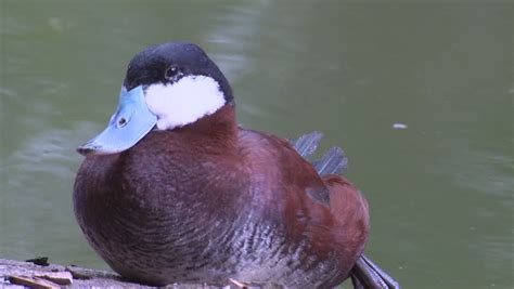 Ruddy Ducks image - Free stock photo - Public Domain photo - CC0 Images