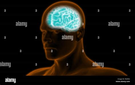Human Body Organs Brain Anatomy Stock Photo - Alamy