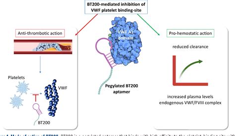 Figure 1 from How to keep the factor VIII/von Willebrand factor complex in the circulation ...