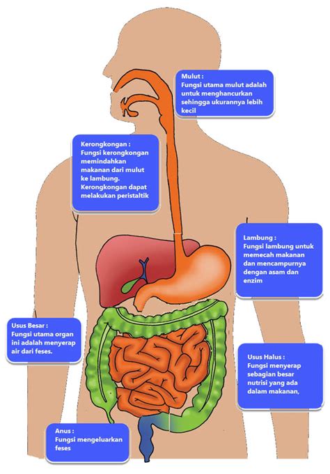 Gambar Sistem Pencernaan Pada Manusia Dan Keterangannya - Info Terkait Gambar