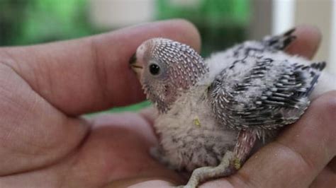 How to Breed Budgies? Easy? [Alen AxP]