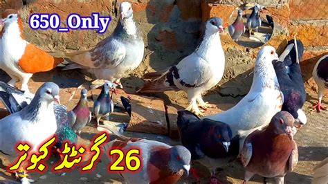 26 Garented Kabotar | ForSale Pigeon | 03146721865 | Kabuter forSale ...