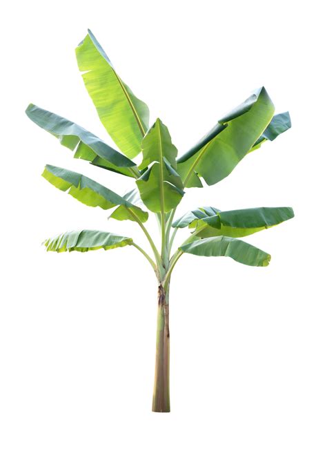 Green banana tree on transparent background - PNG File 21515254 PNG