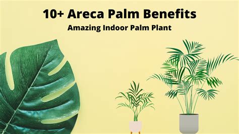 10+ Areca Palm Benefits: Amazing Indoor Palm Plant