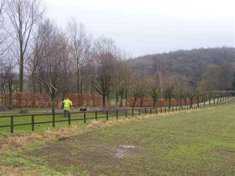 Tree pruning at Old Fish Locks drive © Andy Waddington :: Geograph ...