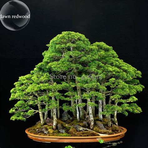 US$ 0.72 - Bonsai Metasequoia Dawn Redwood Evergreen Ornamental Plants ...