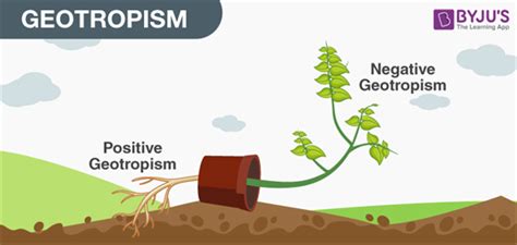 Tropic Movements In Plants- Different Types of Tropic Movements