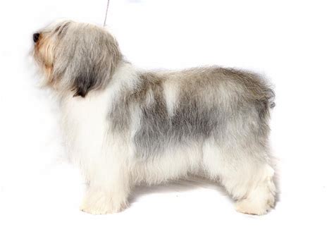 Polish Lowland Sheepdog Puppies For Sale - AKC PuppyFinder