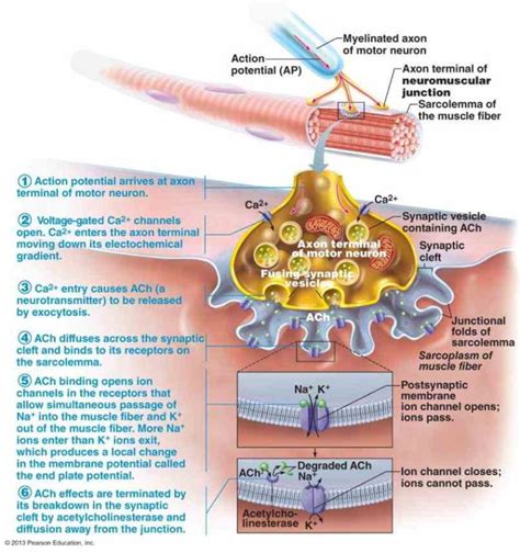 and muscle physiology have no describe Anatomy Of Neuromuscular Junction the physiological ...