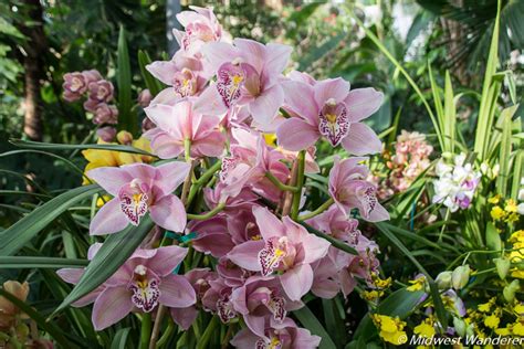 Myriad Botanical Gardens Crystal Bridge Tropical Conservatory: Lush ...