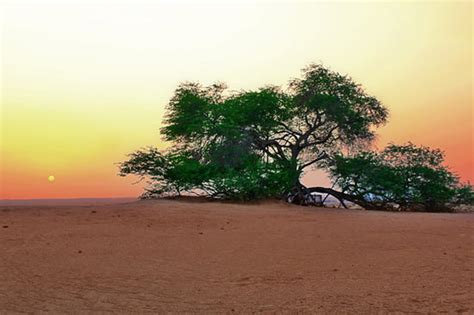 The Mysterious Tree of Life in Bahrain - World Top Top