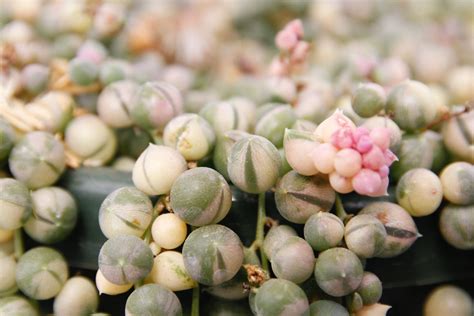 Plants & Seedlings String of Pearls Variegated Senecio Rowleyanus Plants, Seeds & Bulbs Cacti ...