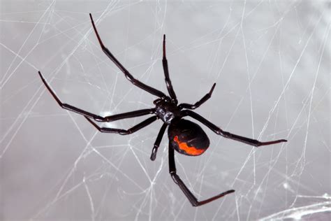 Spiders: Pest of the Month