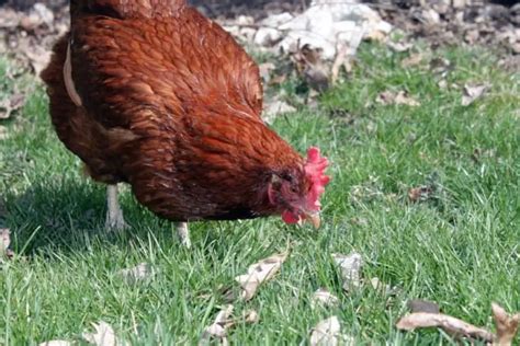 What is a Male Chicken Called? Glossary of Chickens