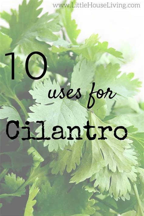 10 Uses for Cilantro - Ways to Use Cilantro in Cooking