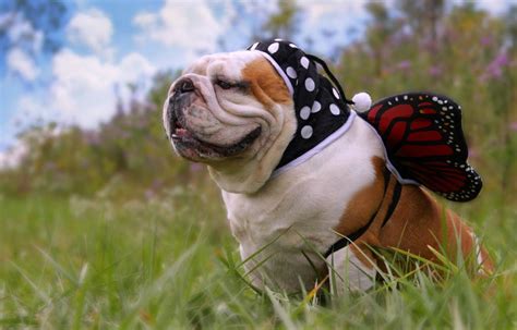 The Top Costumes For Your Bulldog This Halloween!