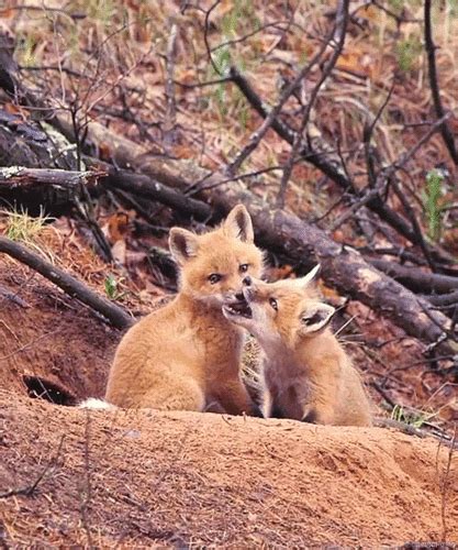 Cute Fox GIFs - Find & Share on GIPHY