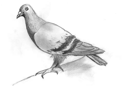 Pigeon by Whitecip on DeviantArt