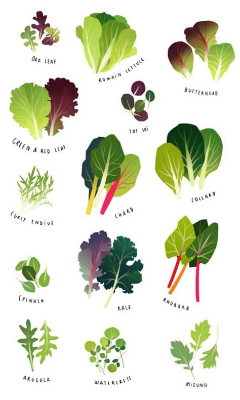 Leafy Greens and Brain Health: What the Research Says!