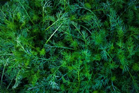 Dark Green Plants - Free Stock Photo by Bjorgvin on Stockvault.net