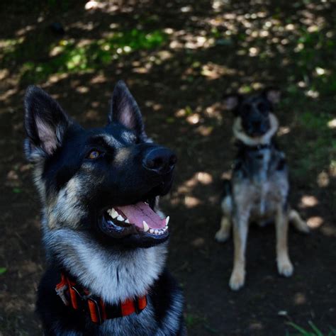 Brendan Foster — True Canine Training