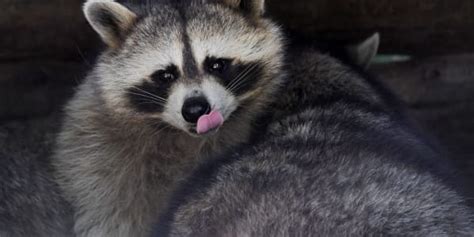 A Raccoon Distemper Outbreak Has Been Declared in the Toronto Area | Complex CA