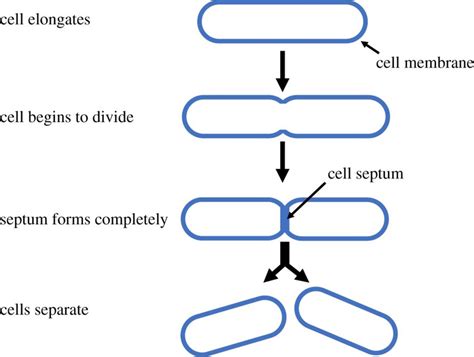 A diagram of the sequence of E. coli cell division. | Download Scientific Diagram