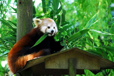 Red Panda As a Pet - Pet Ponder