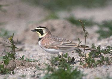 Horned Lark - Photos, facts, and identification tips