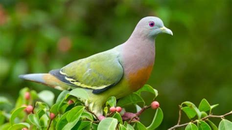 Burung Punai, Penghuni Hutan Hujan Nusantara