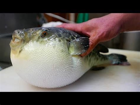 Japanese Street Food - LIVE FUGU PUFFERFISH Puffer Fish Japan - Bombofoods