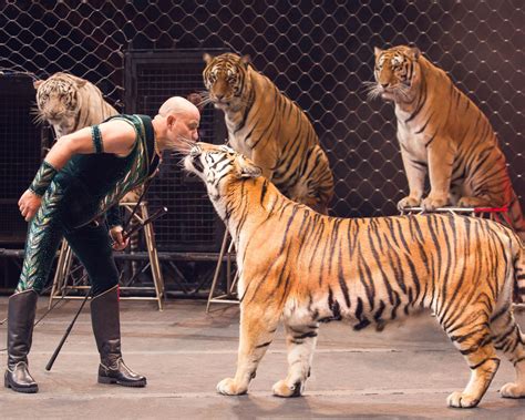 Ringling's circus tigers finally have a retirement home - The Washington Post