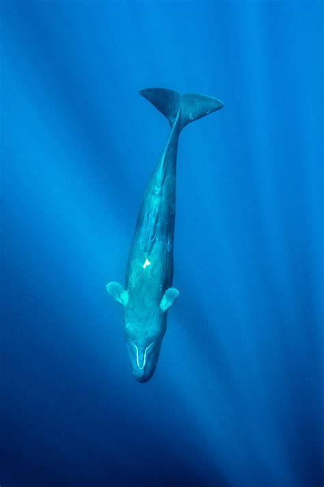 sperm whale diving in depth azores | George Karbus Photography