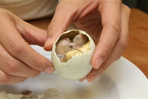 Balut - questions and answers - Food you should try