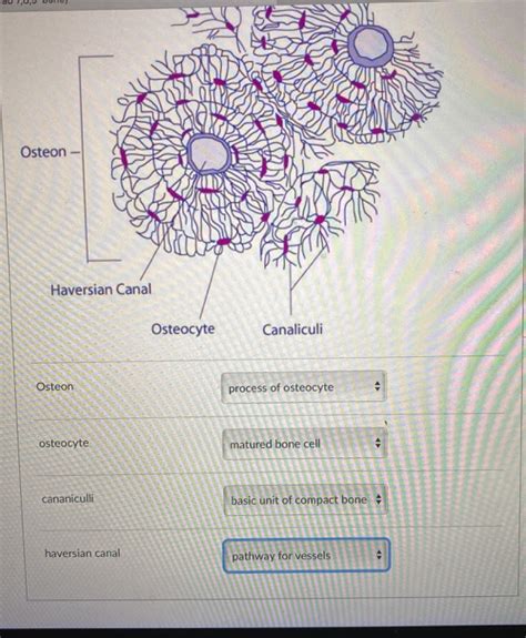 Solved Osteon Haversian Canal Osteocyte Canaliculi Osteon | Chegg.com