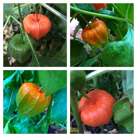 Physalis, Physalis in GardenTags plant encyclopedia