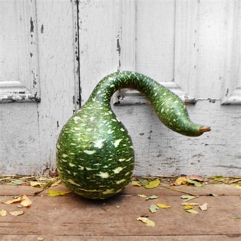 Gourd Speckled Swan Seed – Harris Seeds