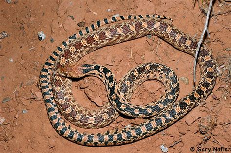 Great Basin Gophersnake - Pituophis catenifer deserticola