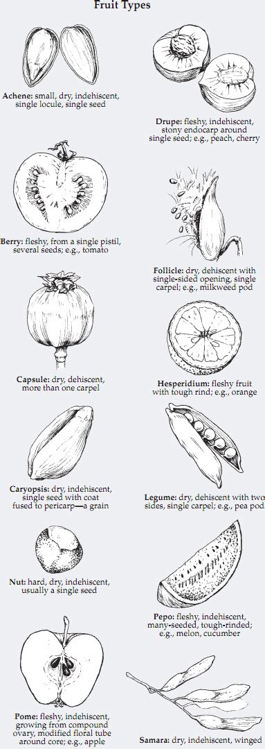 Follicle Fruit Examples