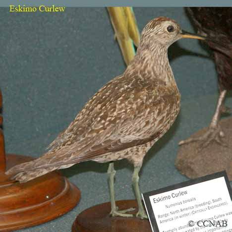 Eskimo Curlew (Numenius borealis) - ESCU