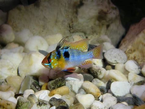 German Blue Ram Care Guide & Species Profile | Fishkeeping World