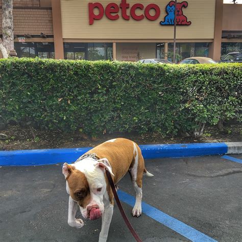 PETCO Grooming Review: What It's Like to Take Your Dog | La Jolla Mom